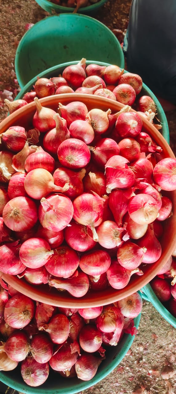 Nashik Red, Pink & White Onions